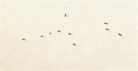 房間突然出現很多螞蟻